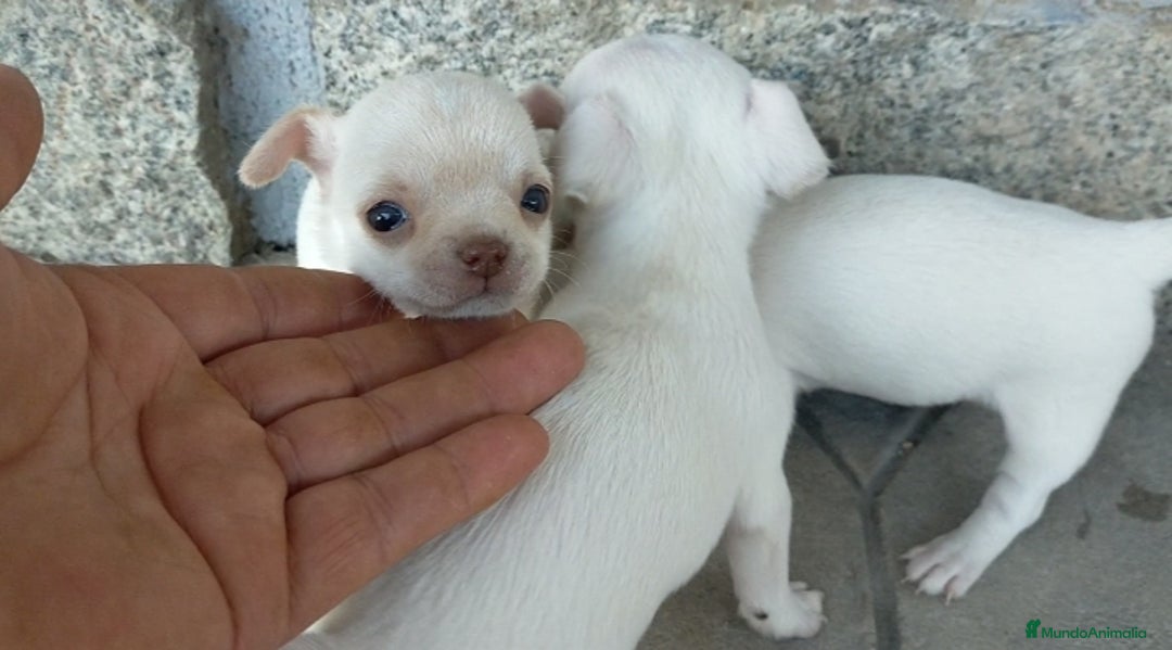 Chihuahua perros en venta: Chihuahuas cabeza de manzana 🍏 - Imagen 5