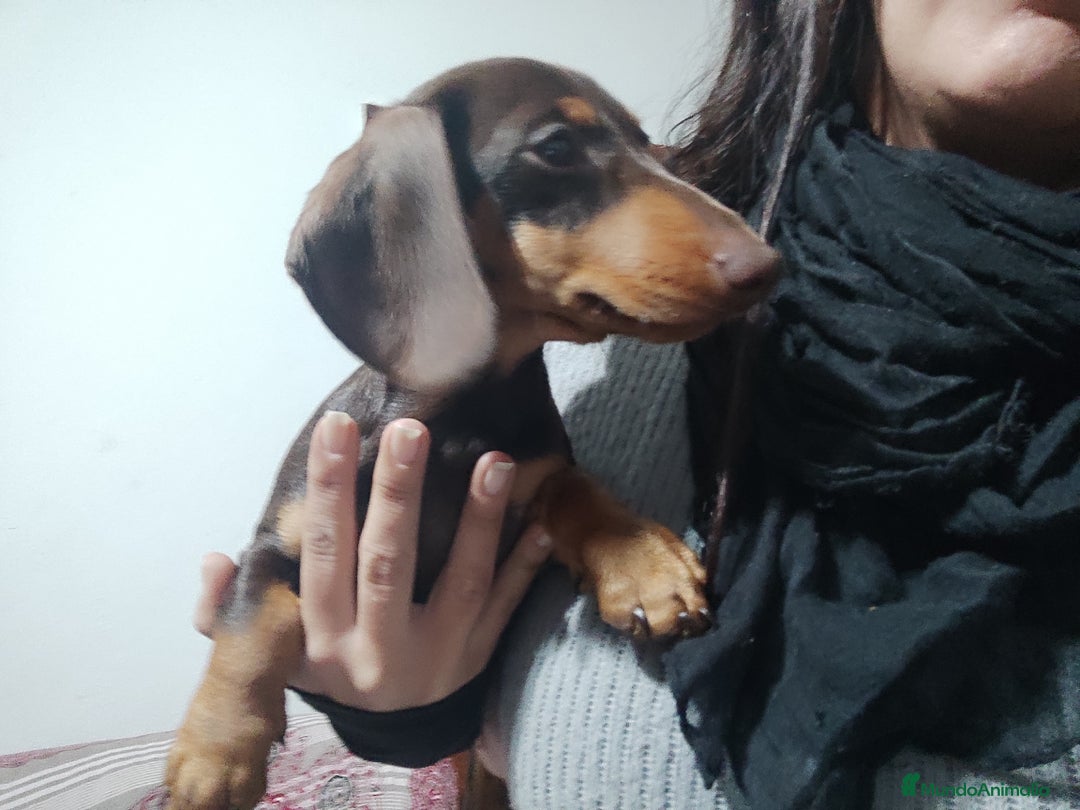 Teckel perros en venta: Teckel kaniche precio real - Anuncio 4