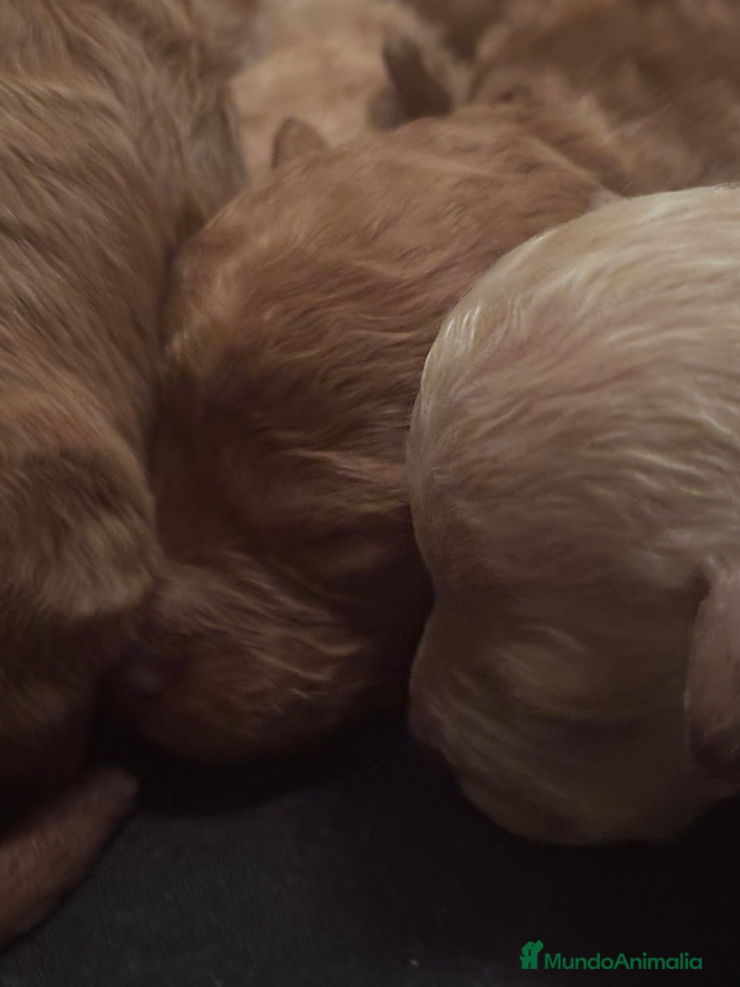 Caniche Toy perros en venta: Caniches toy - Imagen 4