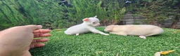 Chihuahua perros en venta: Chihuahuas militoy - Anuncio 3