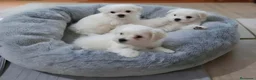 Bichón Maltés perros en venta: 🐶 OSITOS BICHON MALTÉS 🤍 en Madrid - Anuncio 2
