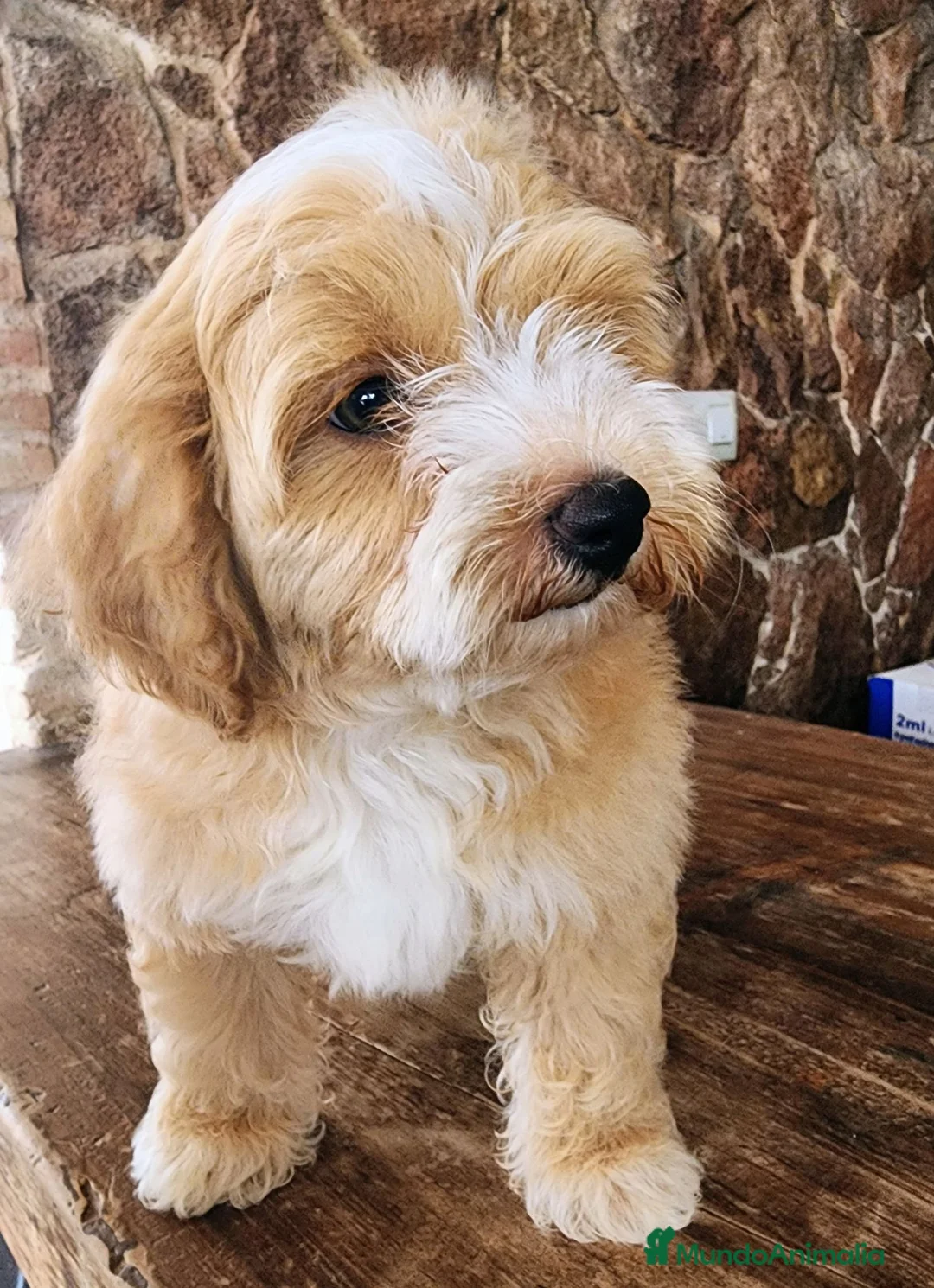 Maltipoo perros en venta: Maltipoo machito precio real - Anuncio 2