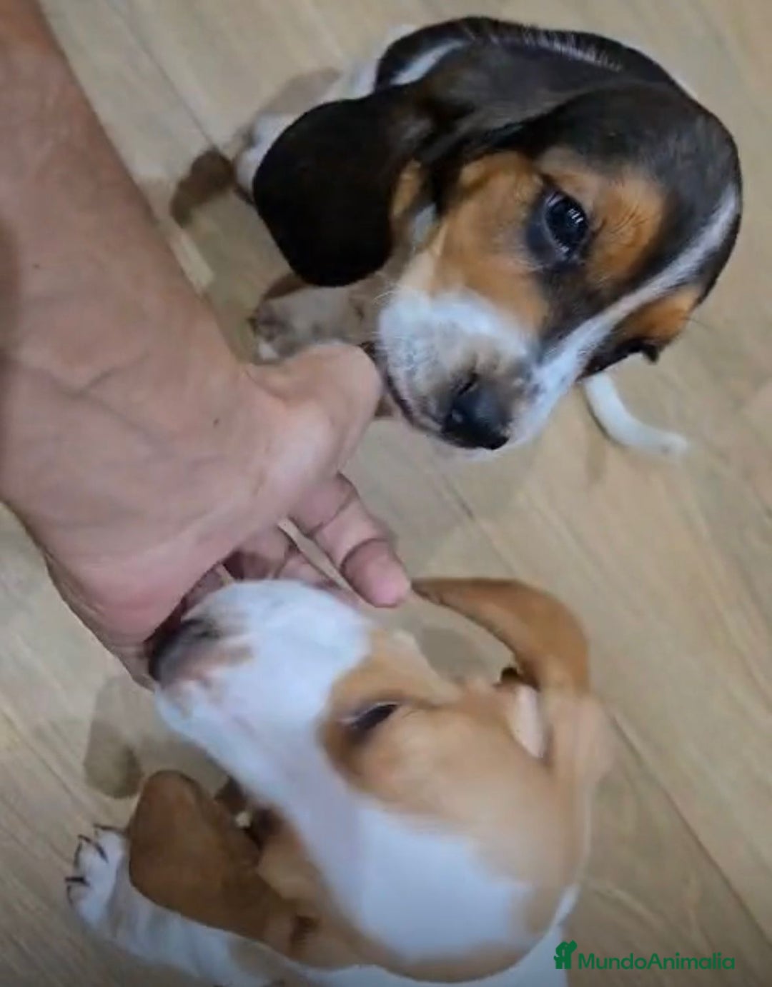 Basset Hound perros en venta: Preciosos sabuesos - Imagen 7
