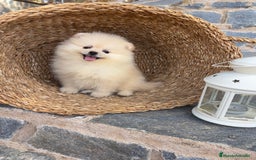 Pomerania perros en venta: Pomerania listo para entregar  - Imagen 6