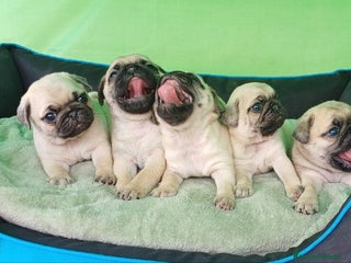 Carlino - Pug perros - Anuncio 1