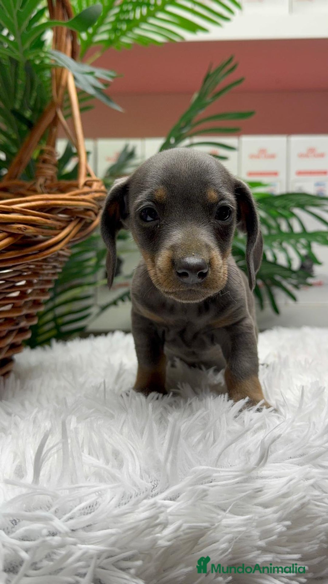 Teckel Miniatura perros en venta: TECKEL MINIATURA BLUE - Anuncio 16