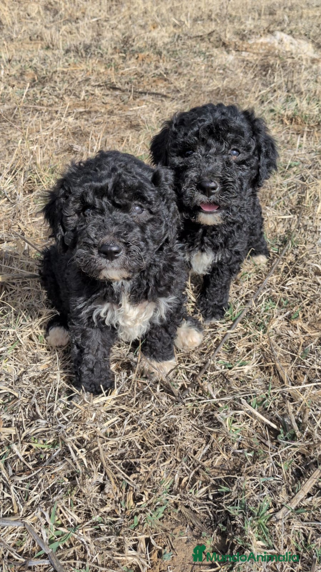 Perro de Agua Español perros en venta: Perro de agua  - Imagen 7