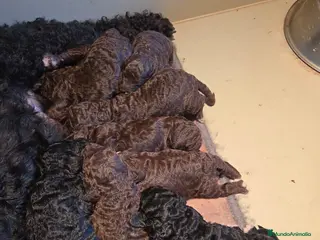 Perro de Agua Español perros Preciosa camada perros de agua - Anuncio 1