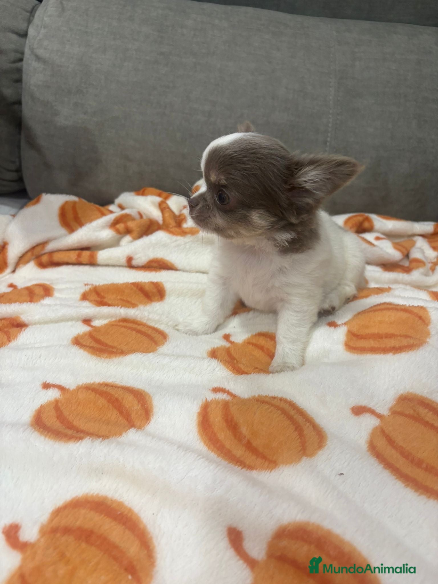 Chihuahua perros CHIHUAHUAS PELO LARGO - Anuncio 1