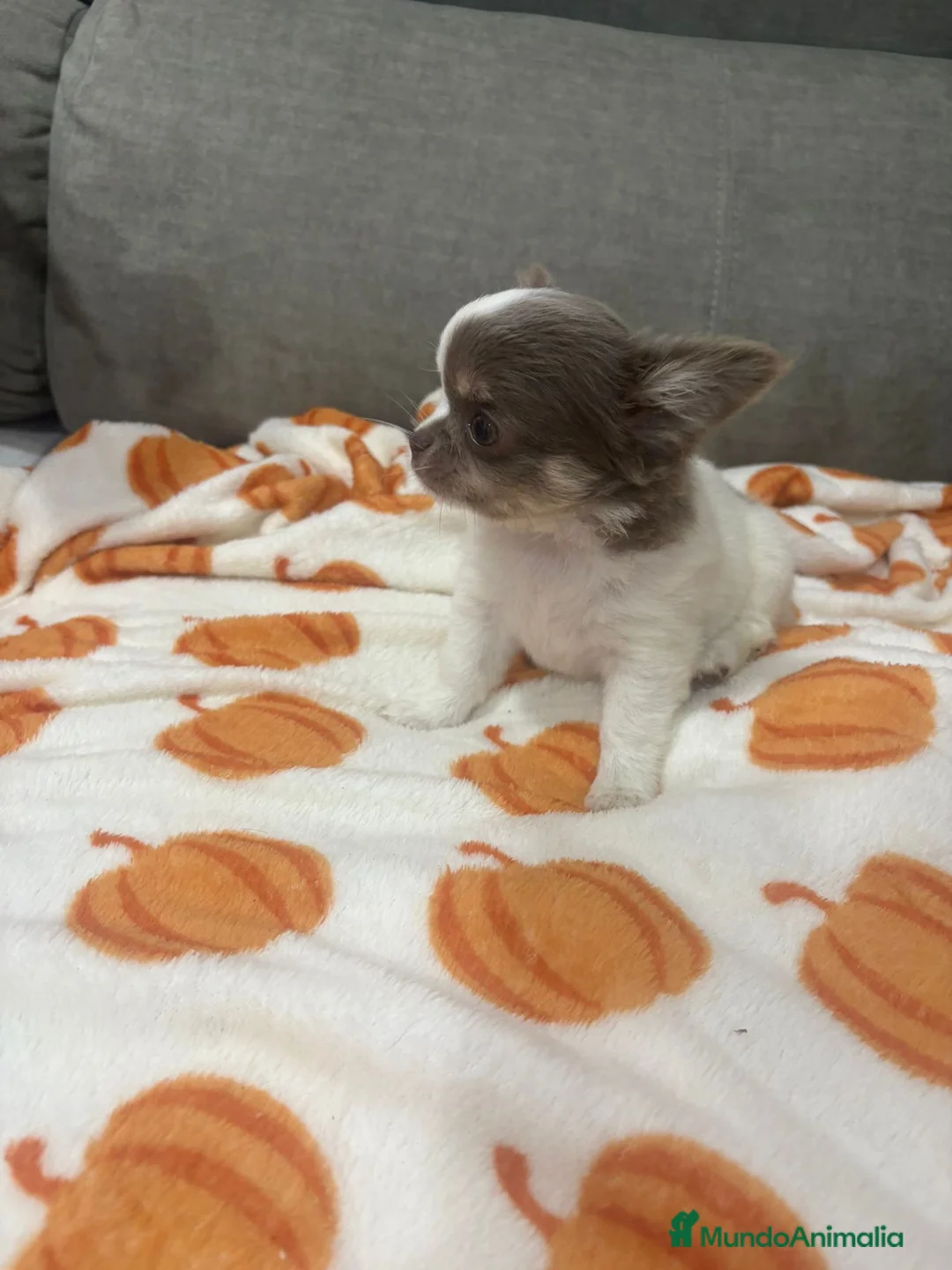 Chihuahua perros en venta: CHIHUAHUAS PELO LARGO - Anuncio 1