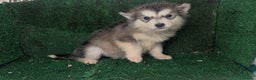 Alaskan Malamute perros en venta: Alaskan malamuten - Anuncio 14