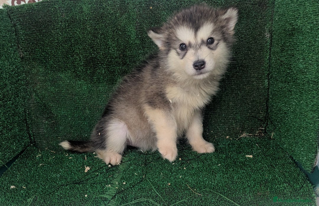 Alaskan Malamute perros en venta: Alaskan malamuten - Anuncio 14