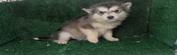 Alaskan Malamute perros en venta: Alaskan malamuten - Anuncio 14