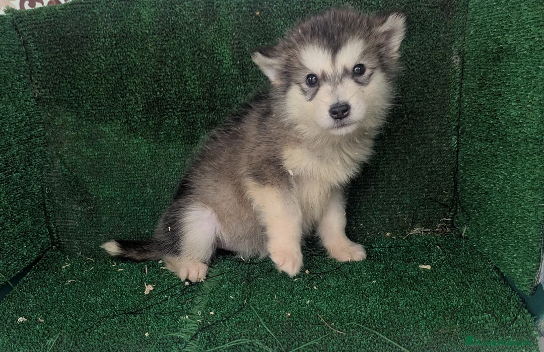 Alaskan Malamute perros en venta: Alaskan malamuten - Anuncio 14