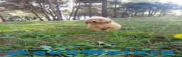 Havapoo perros en venta: Havapoo Macho de Leo y Can 1877 - Anuncio 7