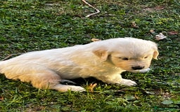 Golden Retriever perros en venta: Espectacular camada de Golden Retriever - Imagen 5