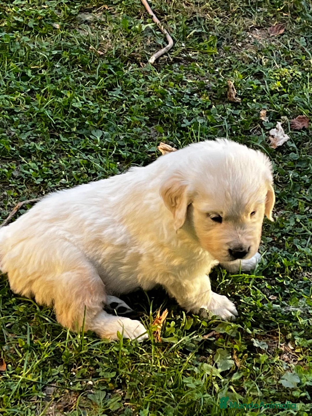 Golden Retriever perros en venta: Espectacular camada de Golden Retriever - Imagen 5