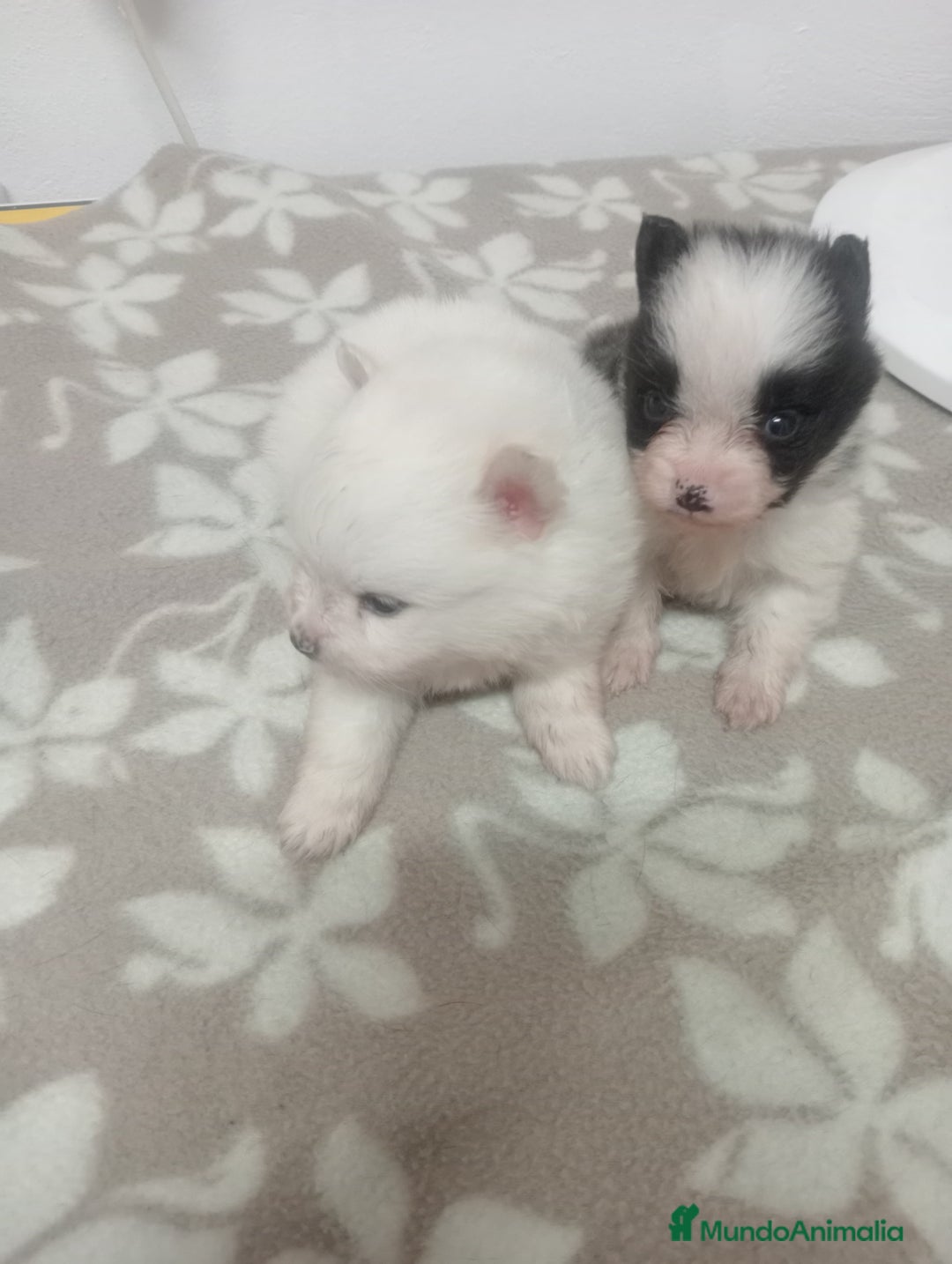 Pomerania perros en venta: LULU DE  POMERANIA  - Imagen 5