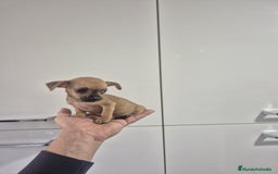 Chihuahua perros en venta: Chihuahua macho y hembra - Anuncio 3