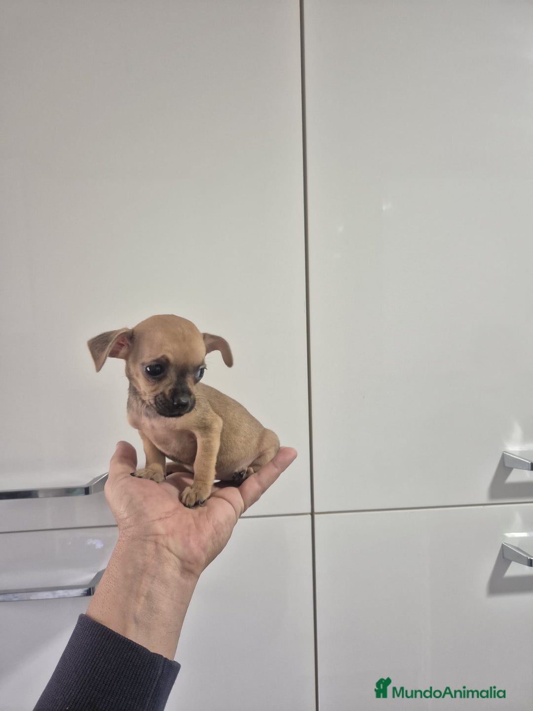 Chihuahua perros en venta: Chihuahua macho y hembra - Anuncio 3