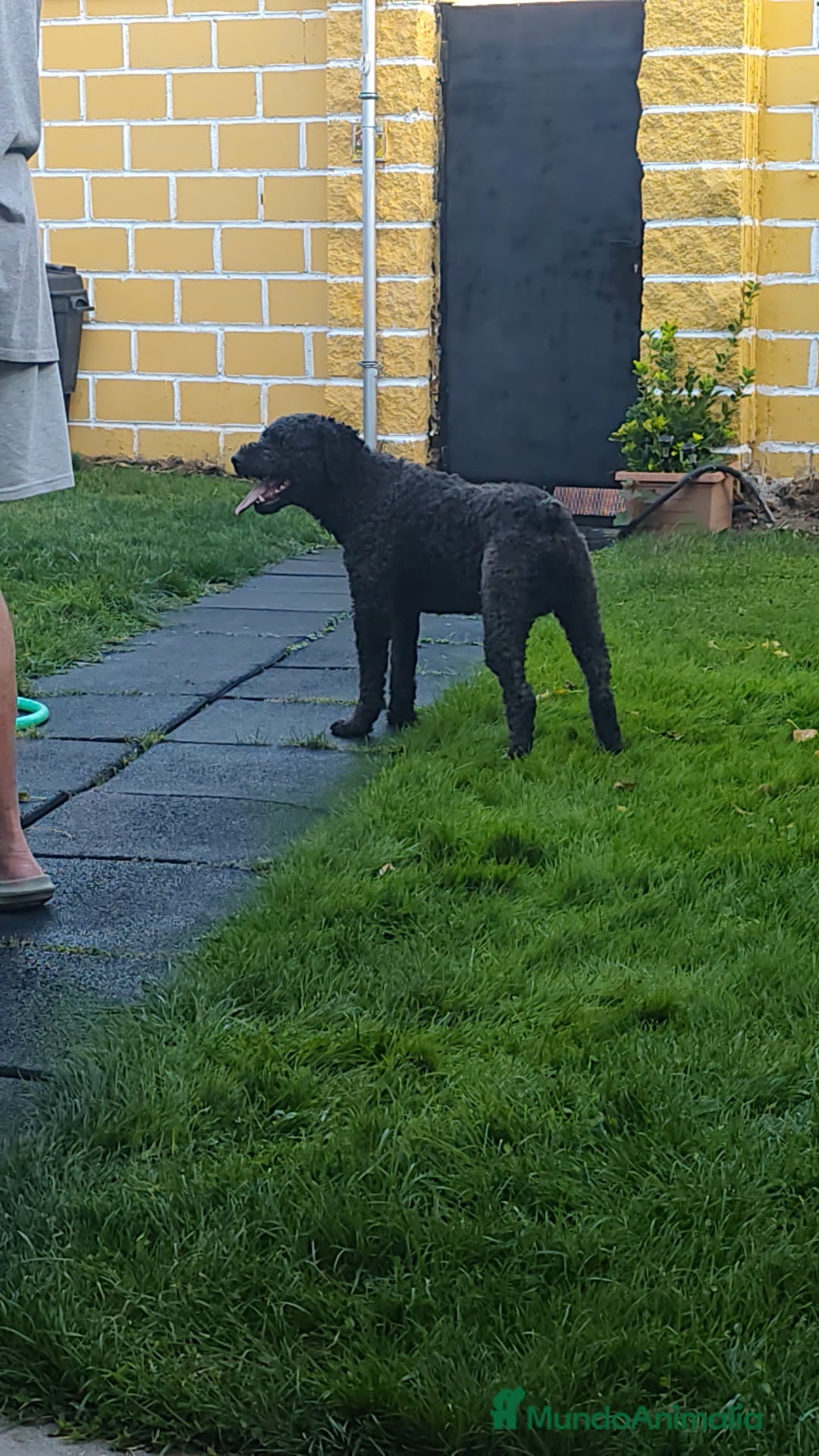 Perro de Agua Español perros en venta: Cachorros perros de agua español - Imagen 2