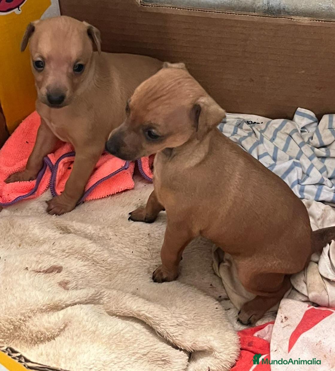 Pequeño Lebrel Italiano perros Lebrel italiano o picolo - Anuncio 1