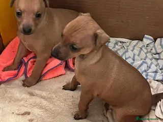 Pequeño Lebrel Italiano perros Lebrel italiano o picolo - Anuncio 1