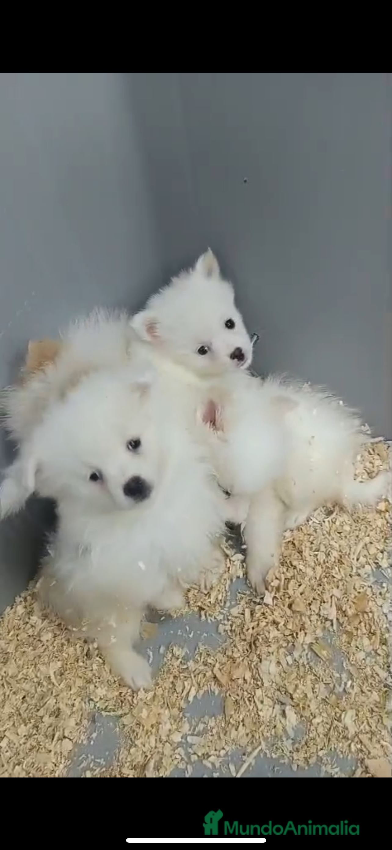 Pomerania perros ADORABLES BOLITAS DE PELO BLANCAS POMERANIA - Anuncio 1