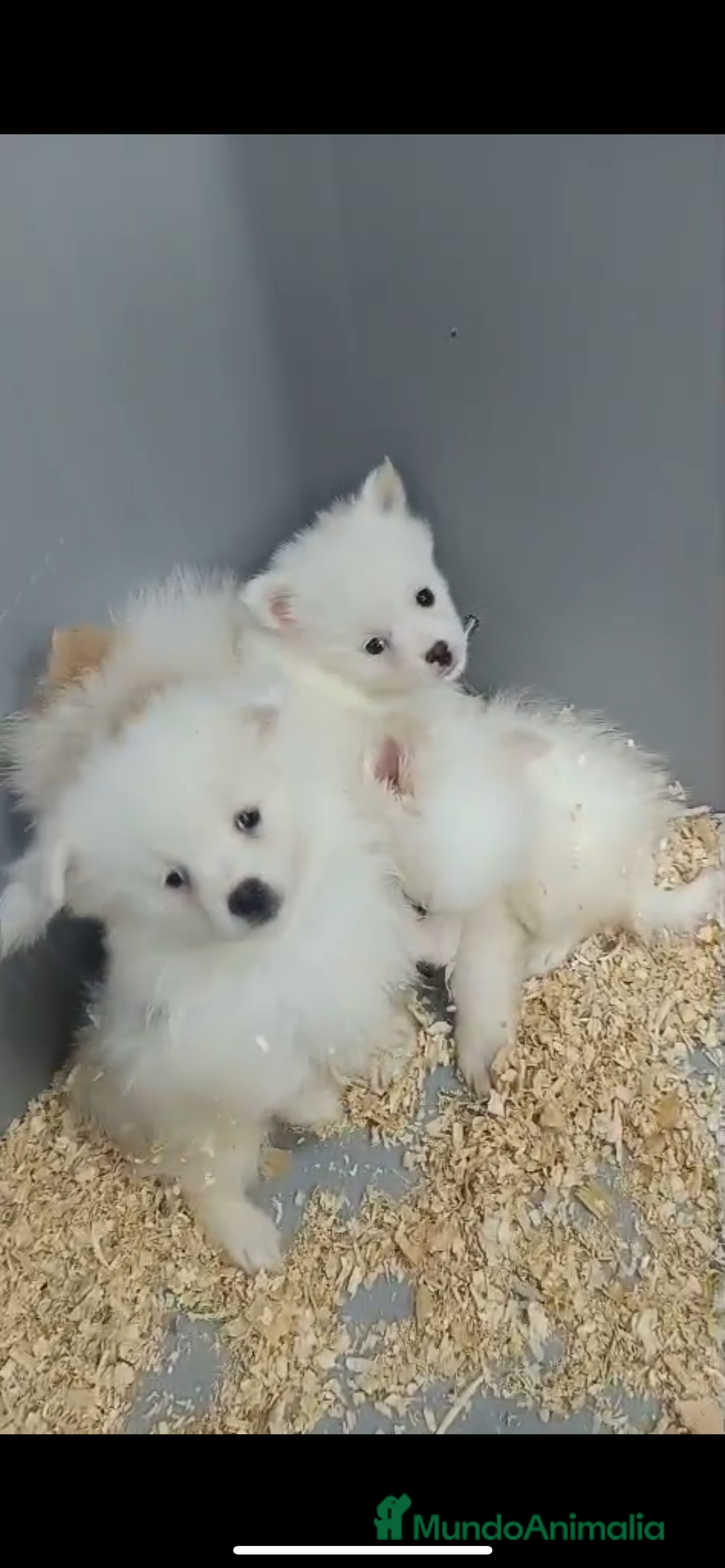 Pomerania perros en venta: ADORABLES BOLITAS DE PELO BLANCAS POMERANIA - Anuncio 1