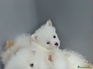 Pomerania perros ADORABLES BOLITAS DE PELO BLANCAS POMERANIA - Anuncio 1