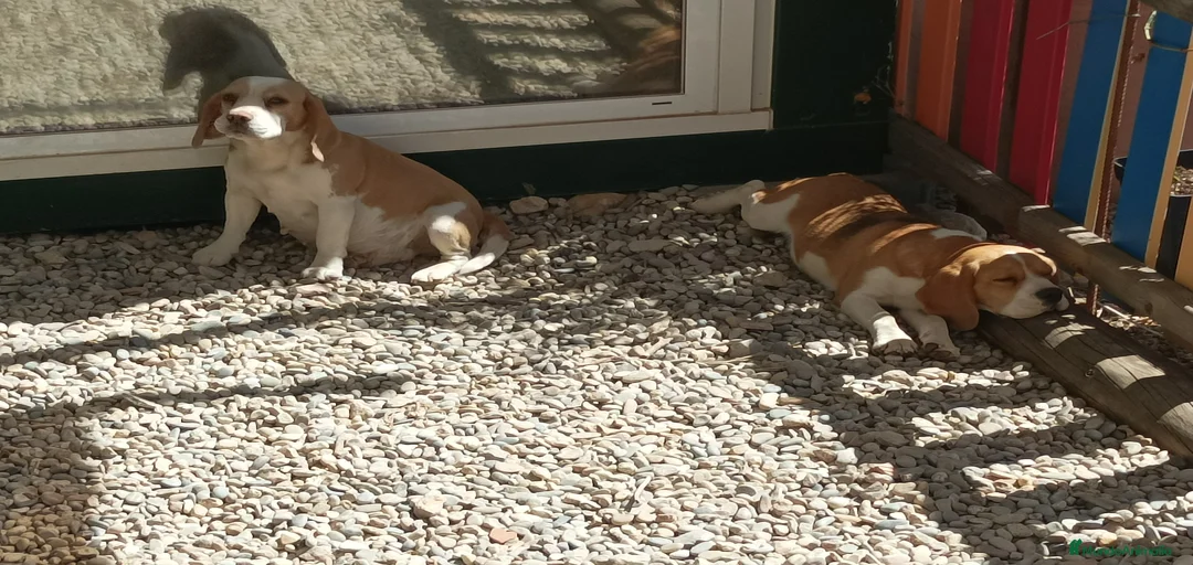 Imagen de galería {{count}}