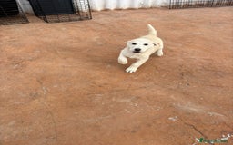 Labrador Retriever perros en venta: Labrador retriever último macho  - Anuncio 10