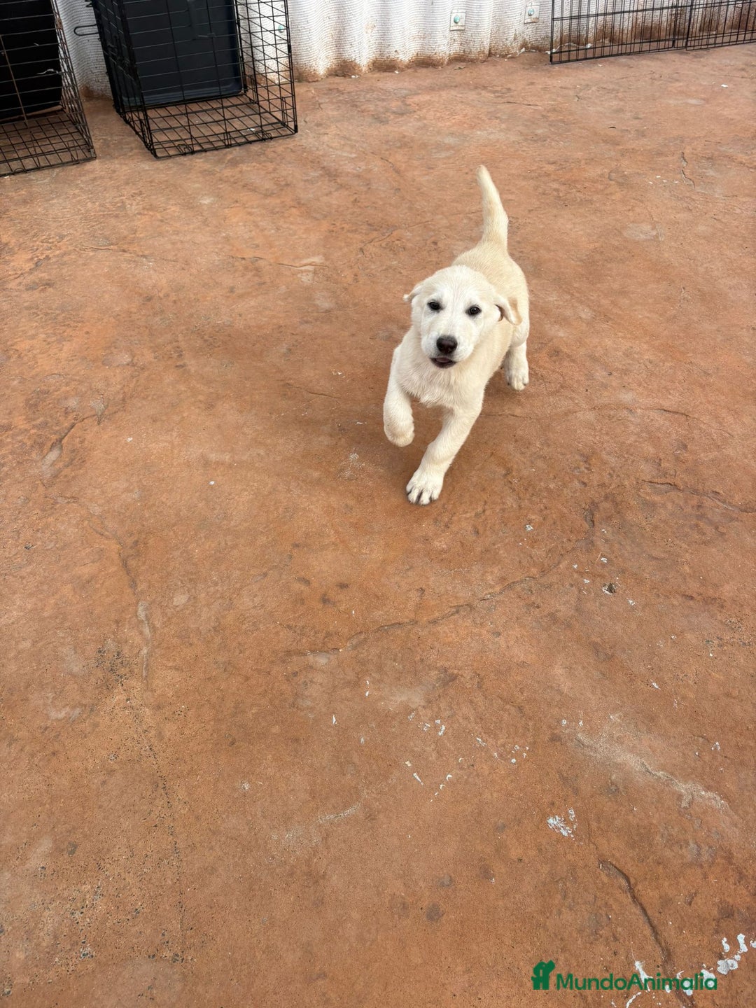 Labrador Retriever perros en venta: Labrador retriever último macho  - Anuncio 10
