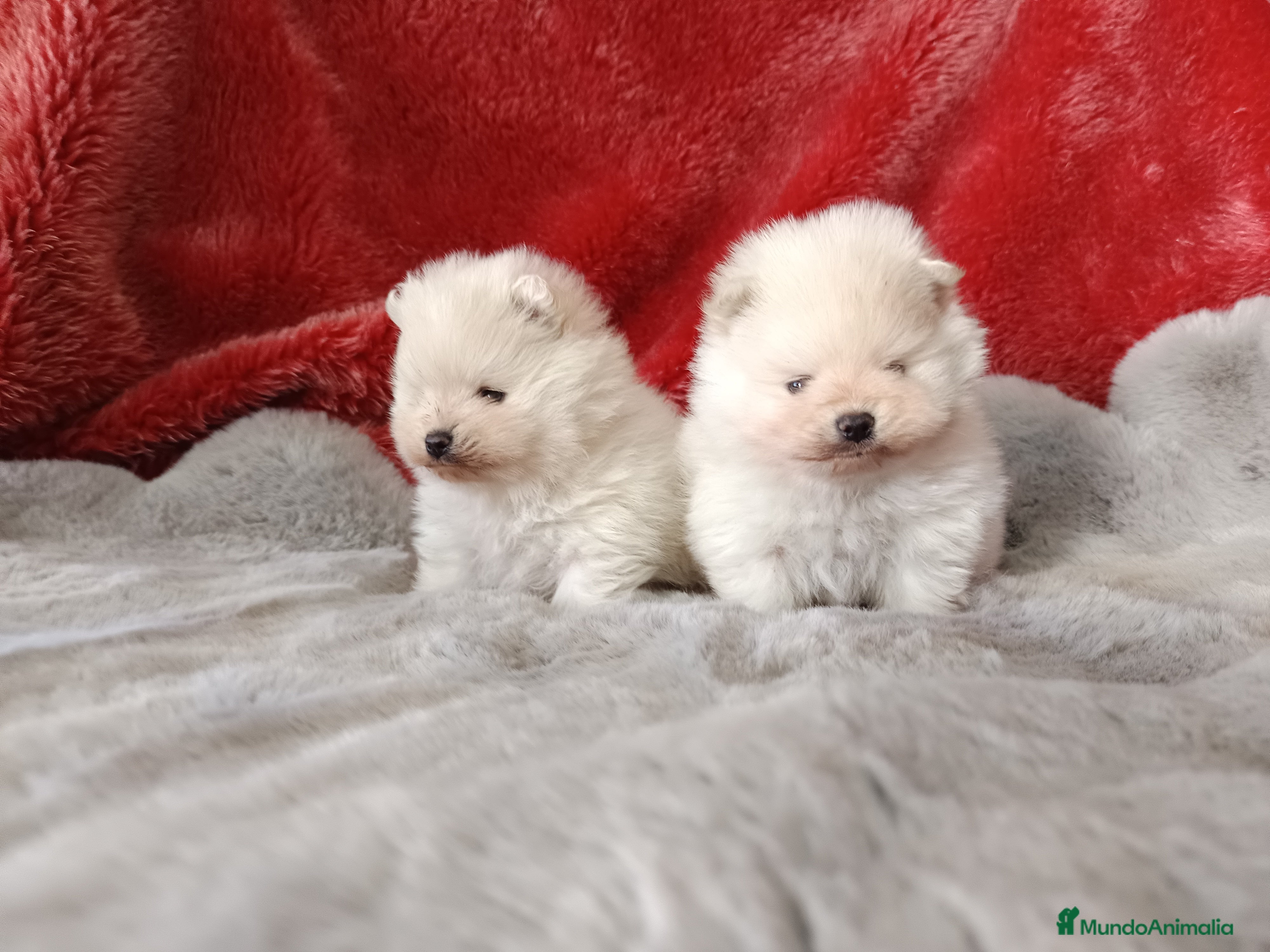 Pomerania perros Pomerania de lulu - Anuncio 36