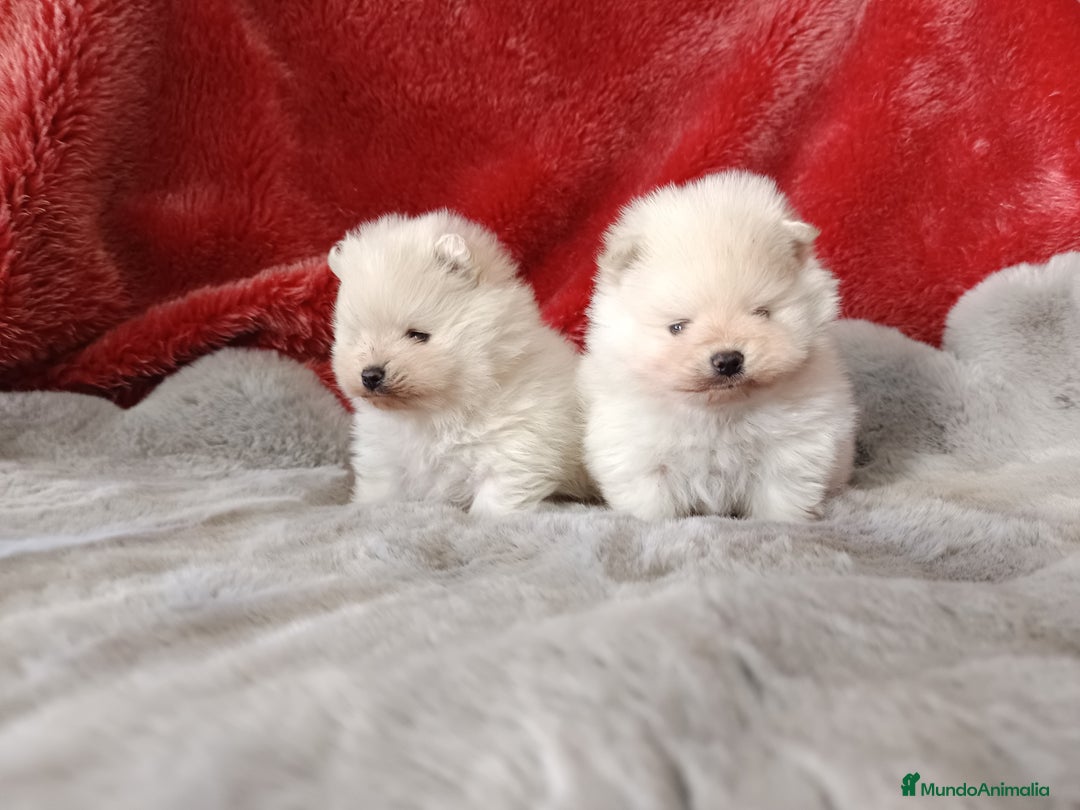 Pomerania perros en venta: Pomerania de lulu - Imagen 1