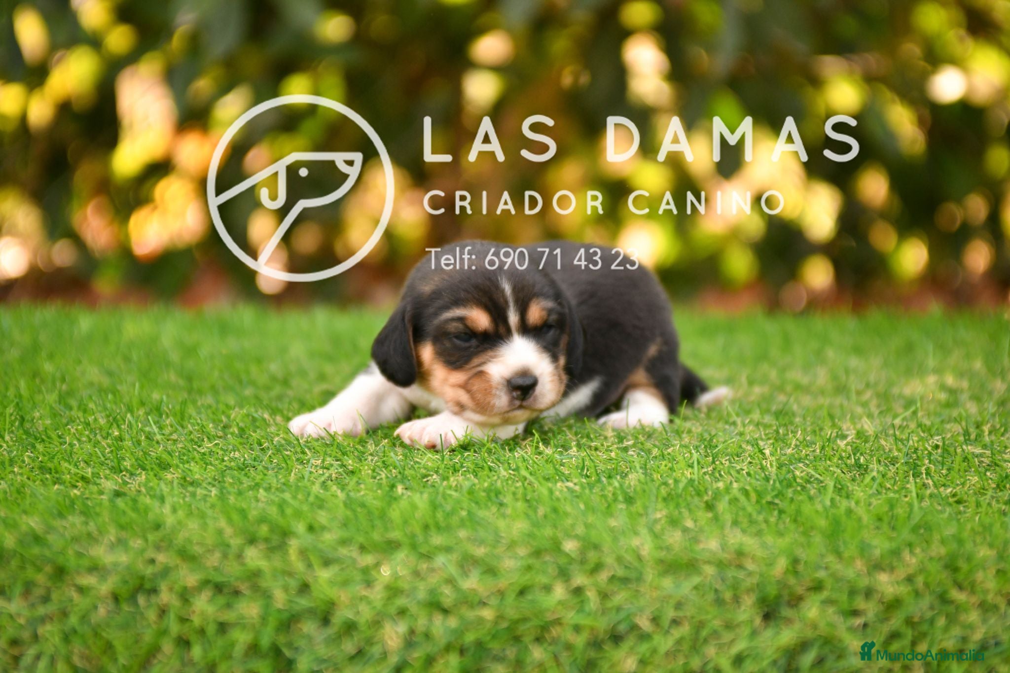 Beagle perros Beagle tricolor disponibles - Anuncio 2