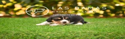 Beagle perros en venta: Beagle tricolor disponibles - Anuncio 1