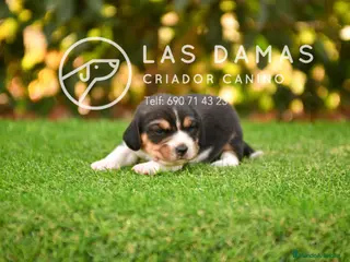 Beagle perros Beagle tricolor disponibles - Anuncio 1