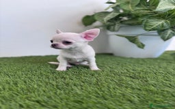 Chihuahua perros en venta: CHIHUAHUA  - Imagen 7