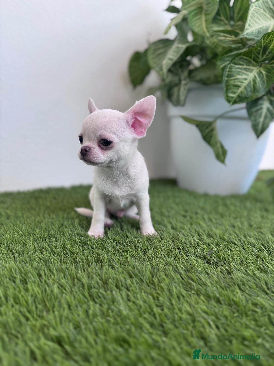 Chihuahua perros en venta: CHIHUAHUA  - Imagen 7