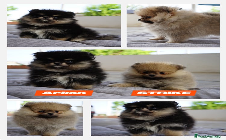 Pomerania perros - Propaganda 8