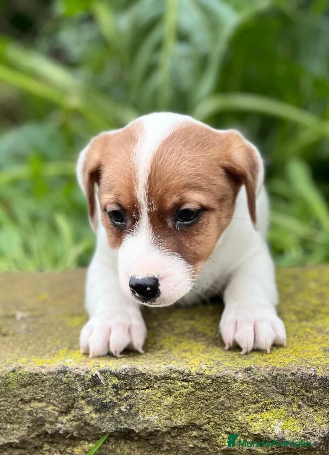 Jack Russell Terrier perros en venta: JACK RUSSEL BICOLOR DISPONIBLES en Barcelona - Anuncio 3