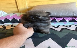 Pomerania perros en venta: Lulus de Pomerania hembras  - Imagen 3