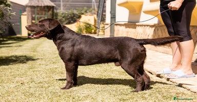 Labrador Retriever perros - Propaganda 7