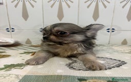 Chihuahua perros en venta: Chihuahua pelo largo cabeza 🍏 - Imagen 2