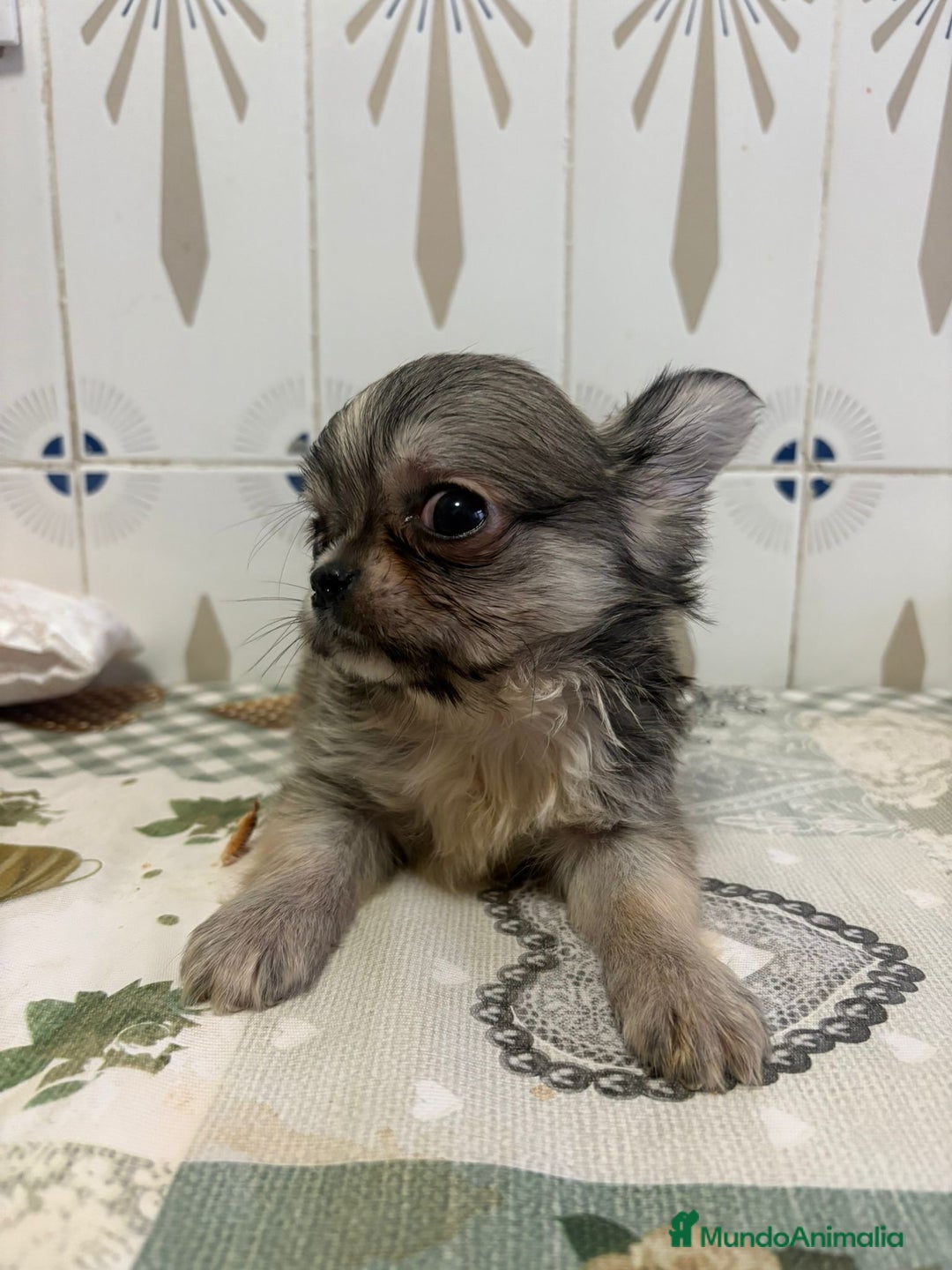 Chihuahua perros en venta: Chihuahua pelo largo cabeza 🍏 - Imagen 2