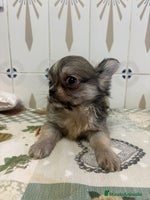 Chihuahua perros - Anuncio 3