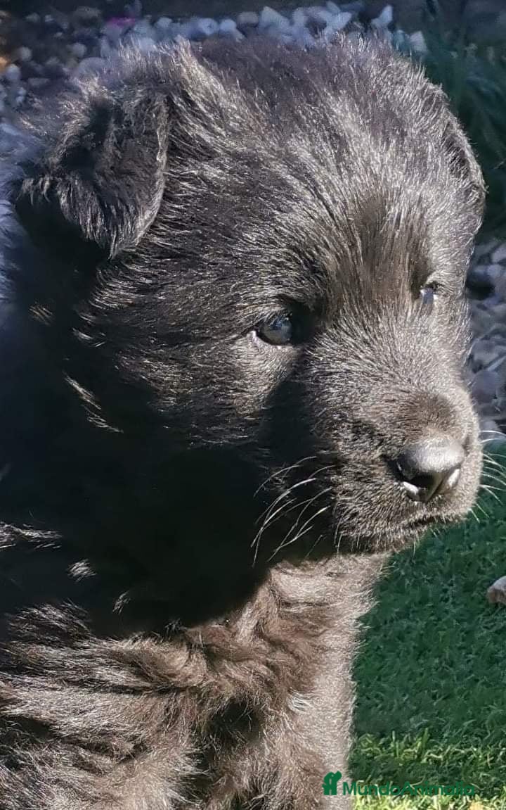 Pastor Alemán perros Espectaculares cachorros de pastor alemán - Anuncio 5