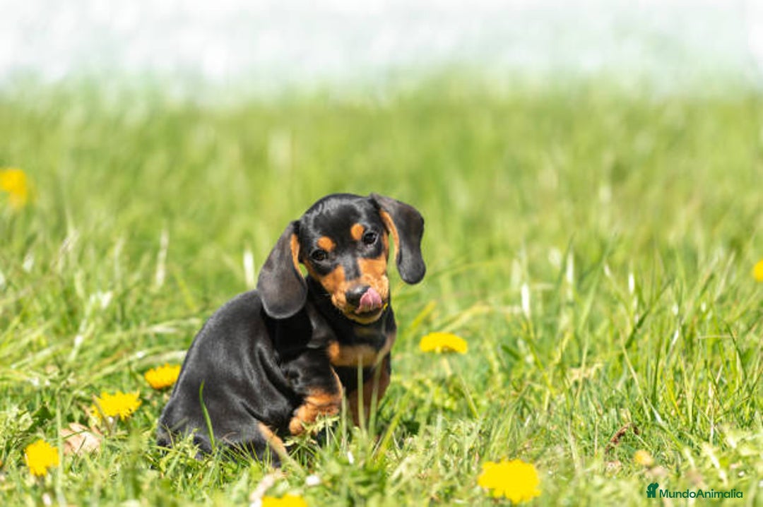 Teckel Miniatura perros en venta: TECKEL MARBELLA - Imagen 2