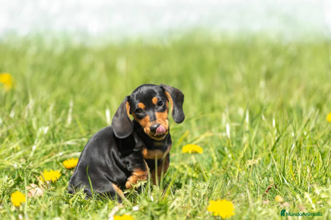 Teckel Miniatura perros en venta: TECKEL MARBELLA - Anuncio 2